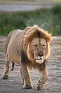 Adult male lion at sunrise