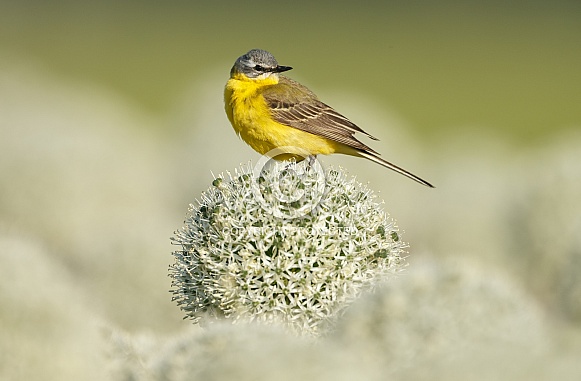 Yellow Wagtail bird