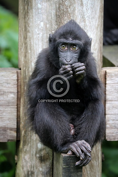Crested Macaque (Macaca Nigra)
