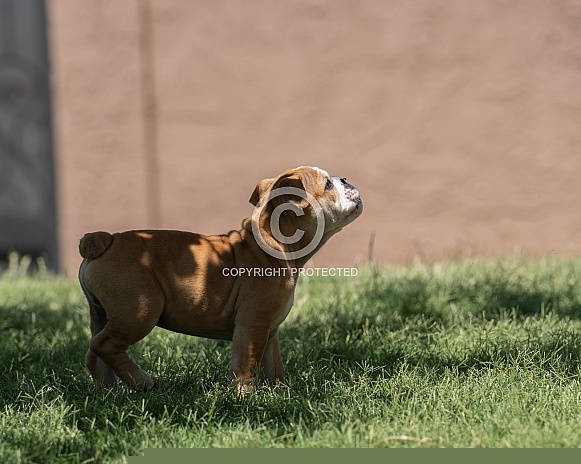 Puppy with a fly on his nose