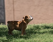 Puppy with a fly on his nose