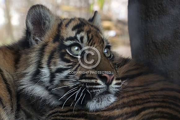 Sumatran tiger cub