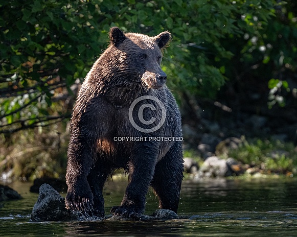 Bear on a rock looking for fish Bear on a rock looking for fish