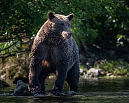 Bear on a rock looking for fish