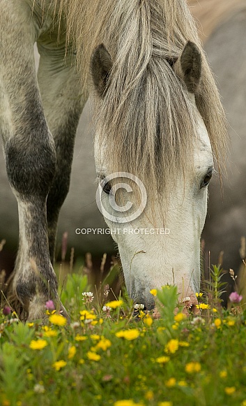 Carneddau Pony