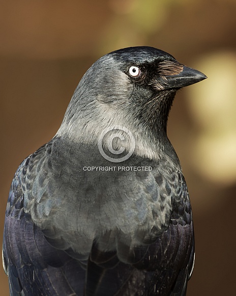 Western Jackdaw Portrait Western Jackdaw Portrait