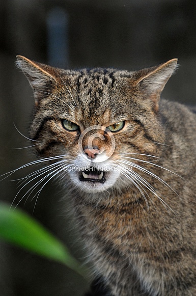 Scottish wildcat (Felis silvestris silvestris)