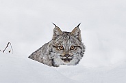 Canada Lynx