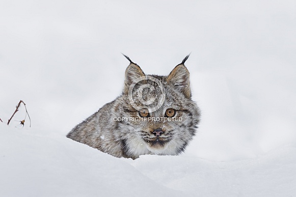 Canada Lynx