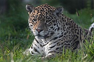 Jaguar Lying in the Grass