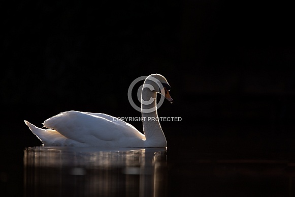 The mute swan (Cygnus olor) The mute swan (Cygnus olor)