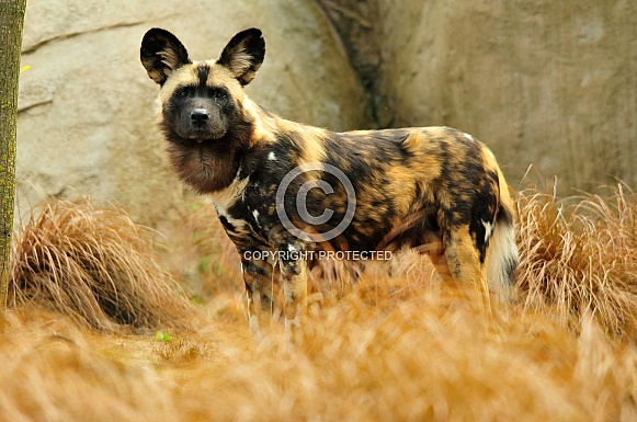 African Painted Dog