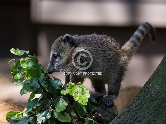 South American coati South American coati