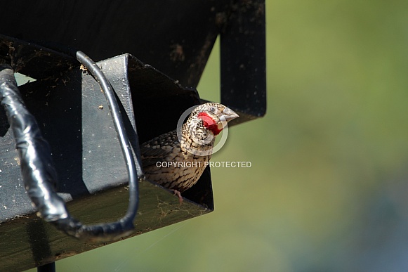 Cut throat finch