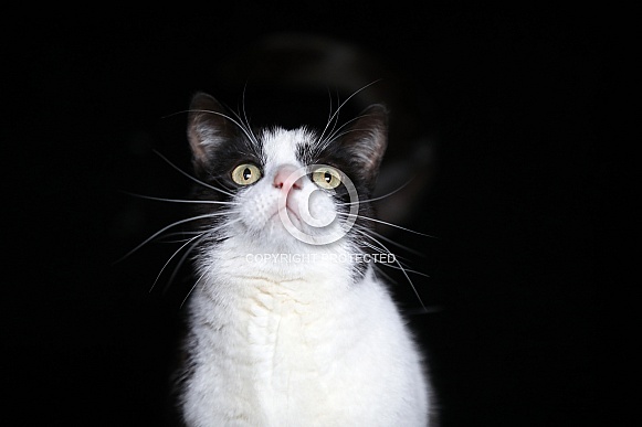 Black and white colored cat