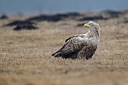 White tailed eagle or European Eagle