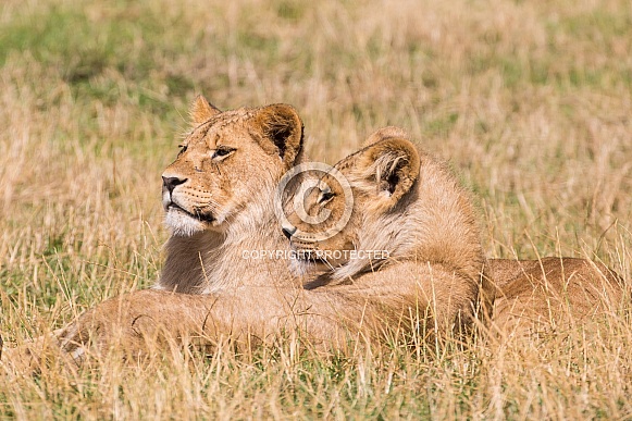 African Lion Cubs