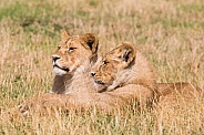 African Lion Cubs