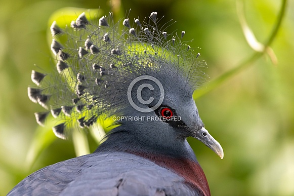 Victoria crowned pigeon (Goura victoria) Victoria crowned pigeon (Goura victoria)