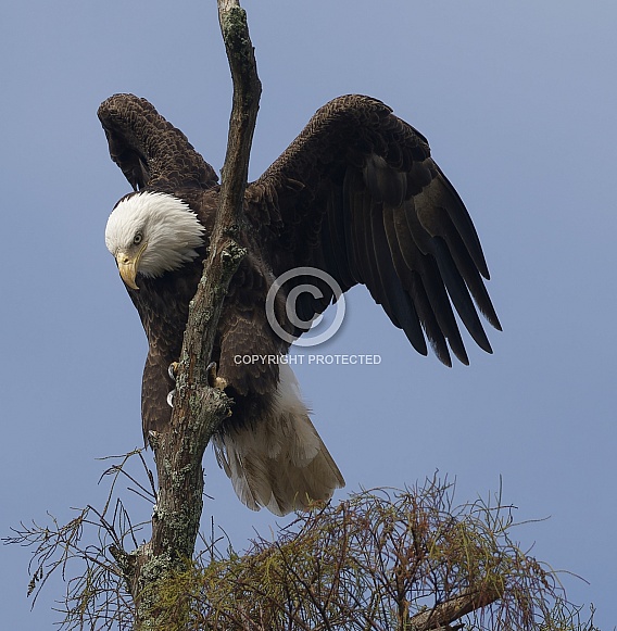 Bald Eagle