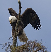 Bald Eagle