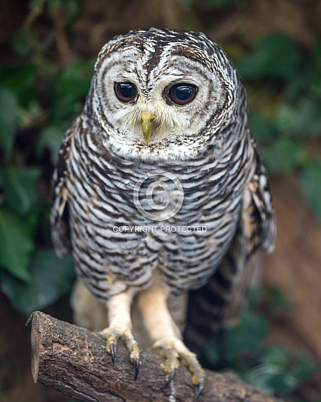 Chaco Owl