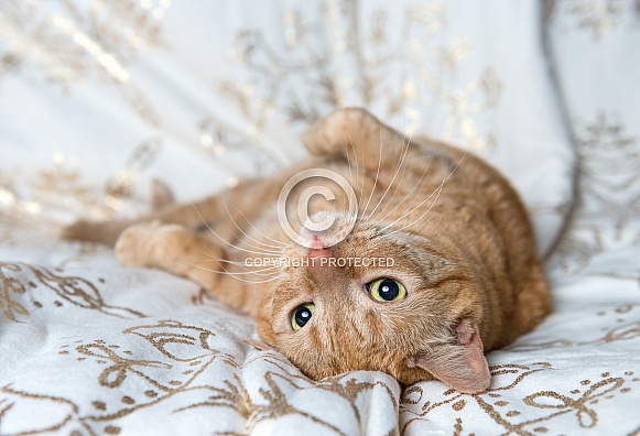 Orange Tabby Cat Orange Tabby Cat