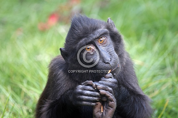 Crested Macaque (Macaca Nigra) Crested Macaque (Macaca Nigra)