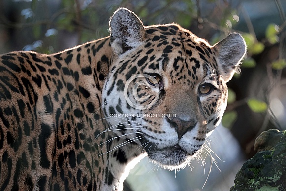 Jaguar (Panthera Onca)