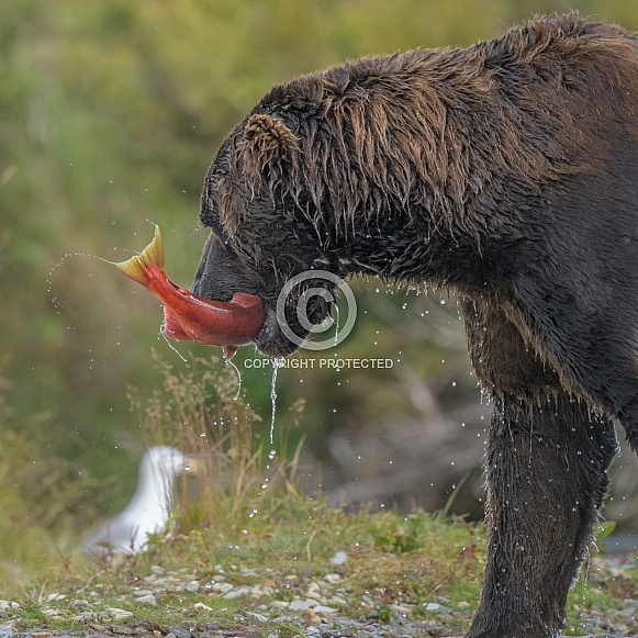 Brown bears