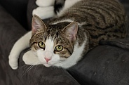 Domestic cat 