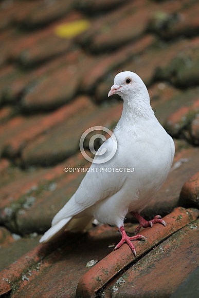 White pigeon White pigeon