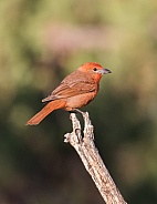 Hepatic Tanager Perching on a Saguaro Skeleton
