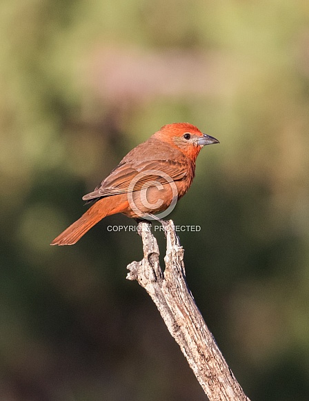 Hepatic Tanager Perching on a Saguaro Skeleton