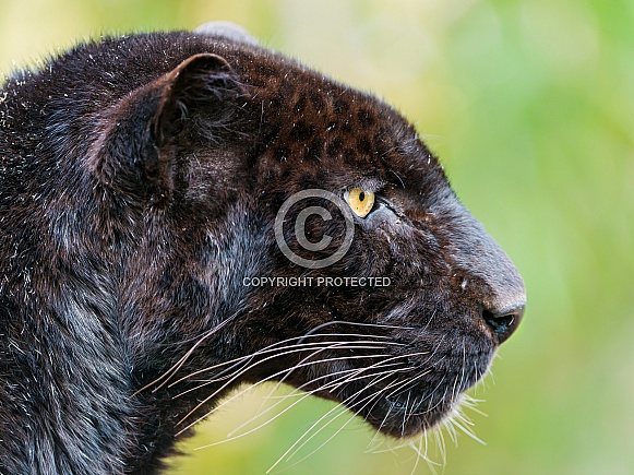 Black Leopard