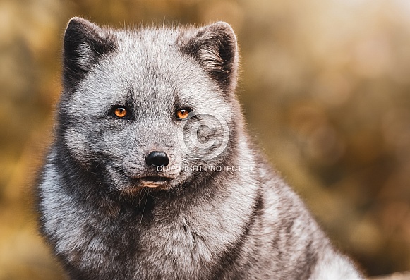 Arctic Fox