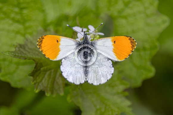 Male Orange Tip