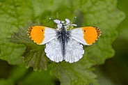 Male Orange Tip