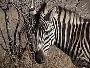 Burchell's (Plains) Zebras