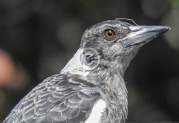 Australian Magpie Australian Magpie