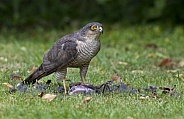 Eurasian Sparrowhawk on it's kill