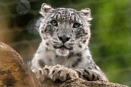 Snow Leopard Close Up