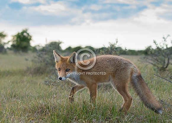 Red fox cubs Red fox cubs