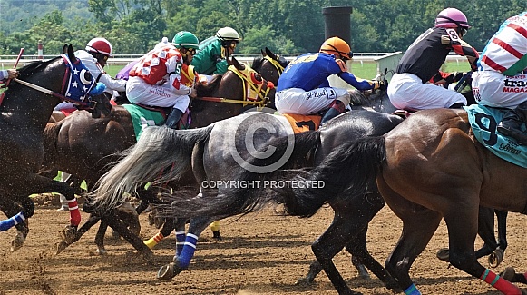 Quarter Horses Quarter Horses