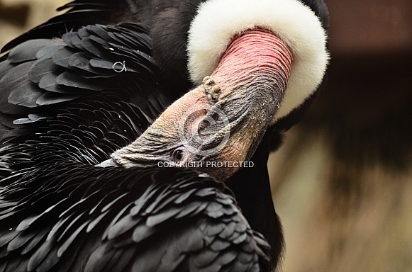 Andean Condor Andean Condor