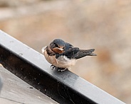 Barn swallow (juvenile)