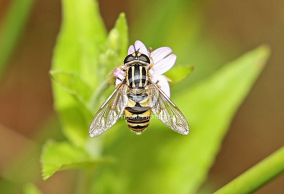 Hoverfly