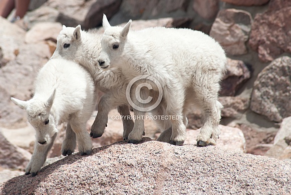 Wild mountain goat kids