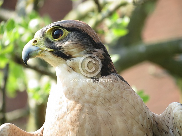 Lanner Falcon