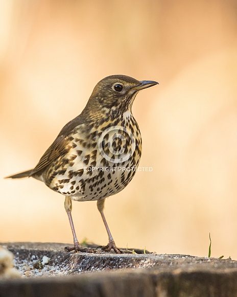 Song Thrush